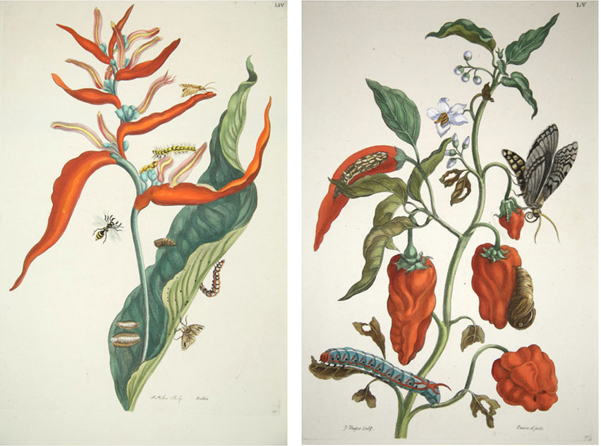  Left: the red Heliconia flower where cadmium red was suspected. Plate 54 of Metamorphosis insectorum surinamensium.  Right: the cherry pepper with the white flower where titanium white was suspected. Plate 55 of Metamorphosis insectorum surinamensium.