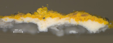 A cross-section of orpiment paint over a lead white ground prior to degradation