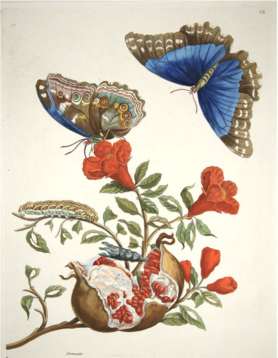 The print of the blue butterfly in question. Plate 9 of Metamorphosis insectorum surinamensium.  Print courtesy of  Charles Deering McCormick Library of Special Collections at Northwestern.