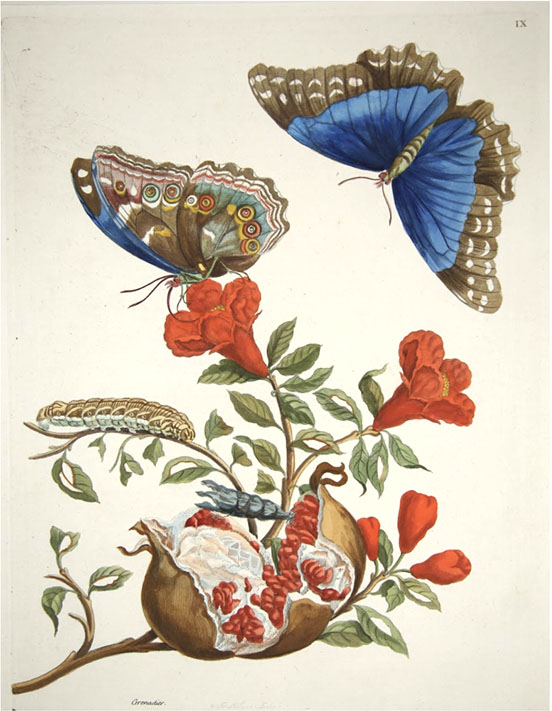 Putting Materials to in the Work of Maria Sibylla Merian: Center for Scientific Studies in Arts - University