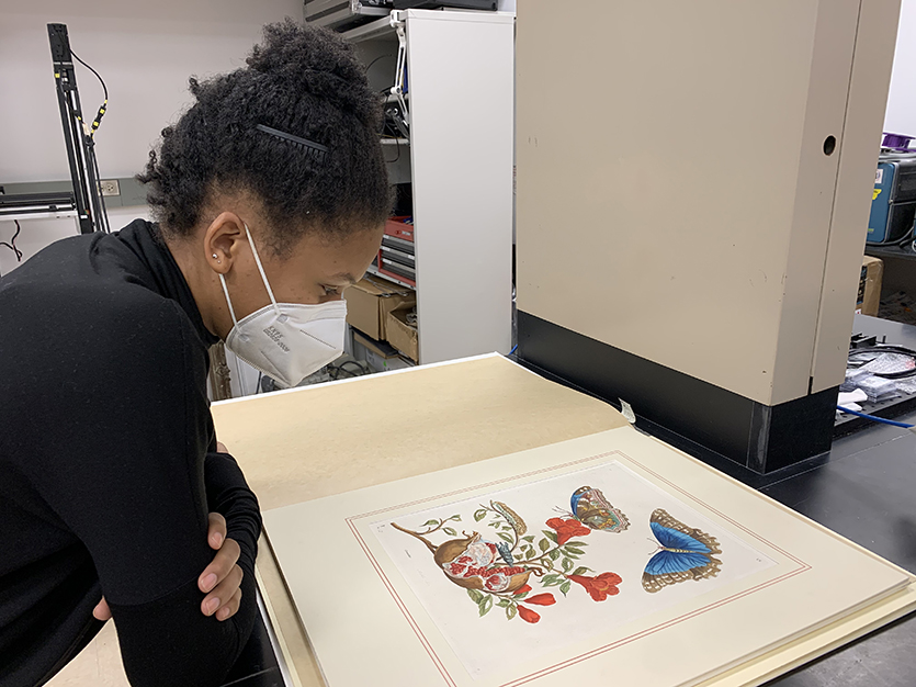 How does one reproduce the iridescence of a blue morpho butterfly? PhD student Olivia Dill examined this volume of Anna Sibylla Merian’s Metamorphosis insectarum from Charles Deering McCormick Library of Special Collections. 