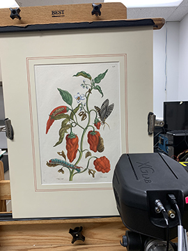 The cherry pepper with the white flower where titanium white was suspected, scanned with hyperspectral imaging (HSI) to map the elements. This data revealed alterations to the print made in the 20th century. 