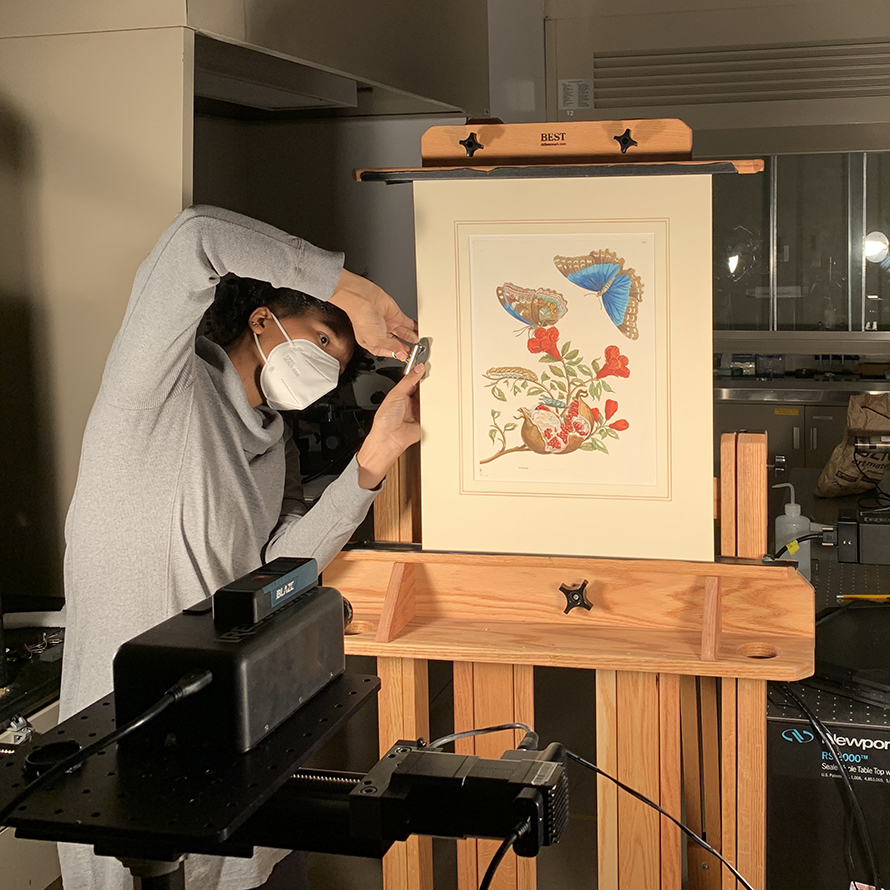 PhD student Olivia Dill worked with Center researchers to analyze the pigments used in botanical illustrations. 
